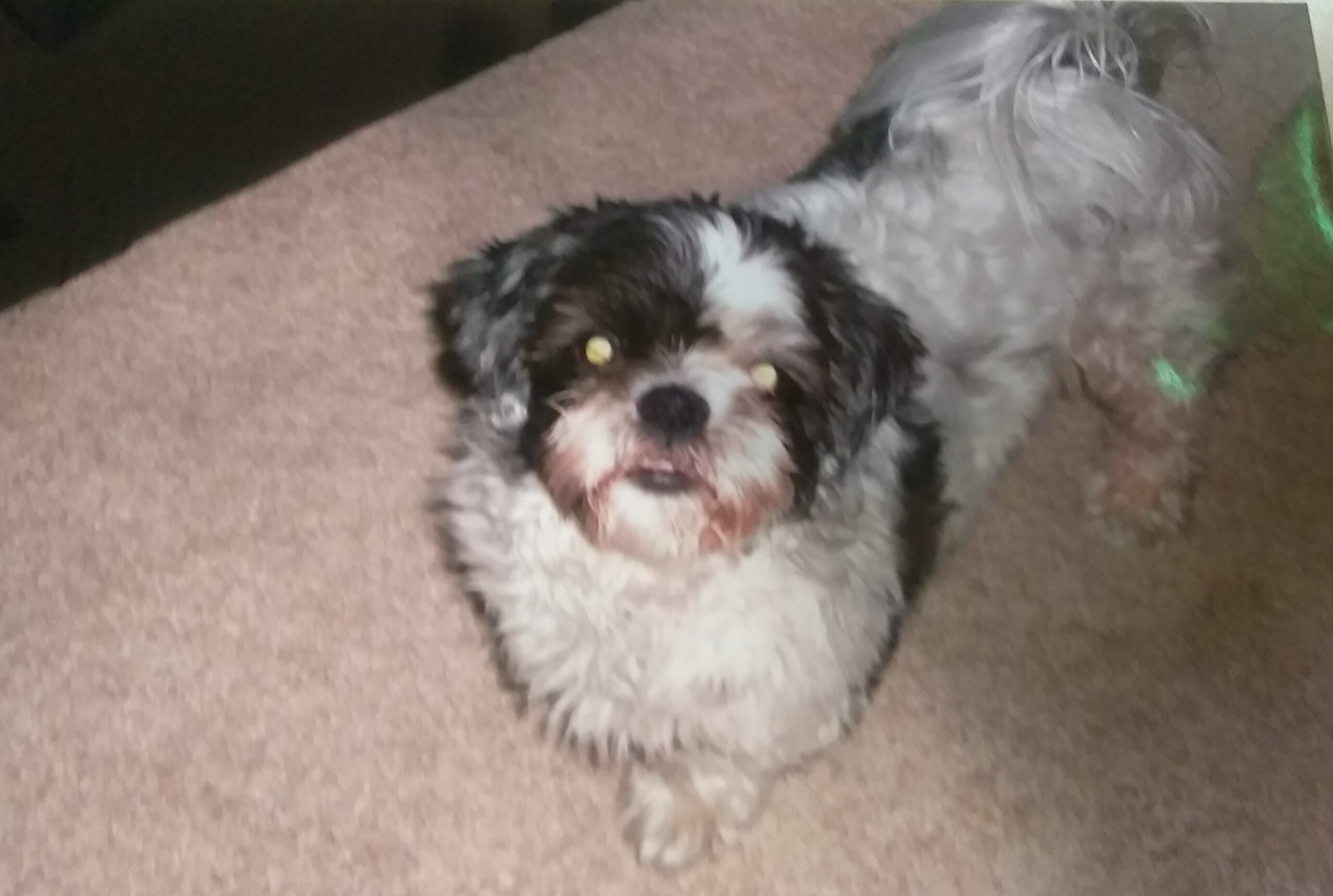 In memory our best friend Gizmo