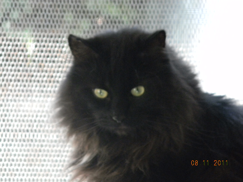 In my heart forever - Monster