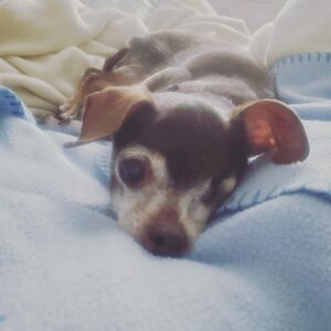 In Loving Memory of Our Precious Little Layla Bean