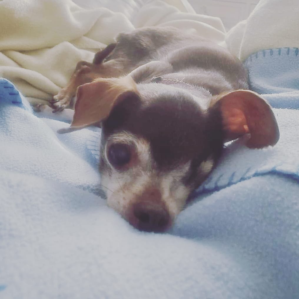 In Loving Memory of Our Precious Little Layla Bean