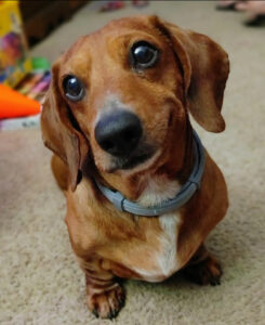 In memory of Oscar Mayer